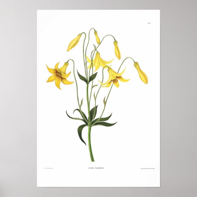 Poster Lilium canadense (Frente)