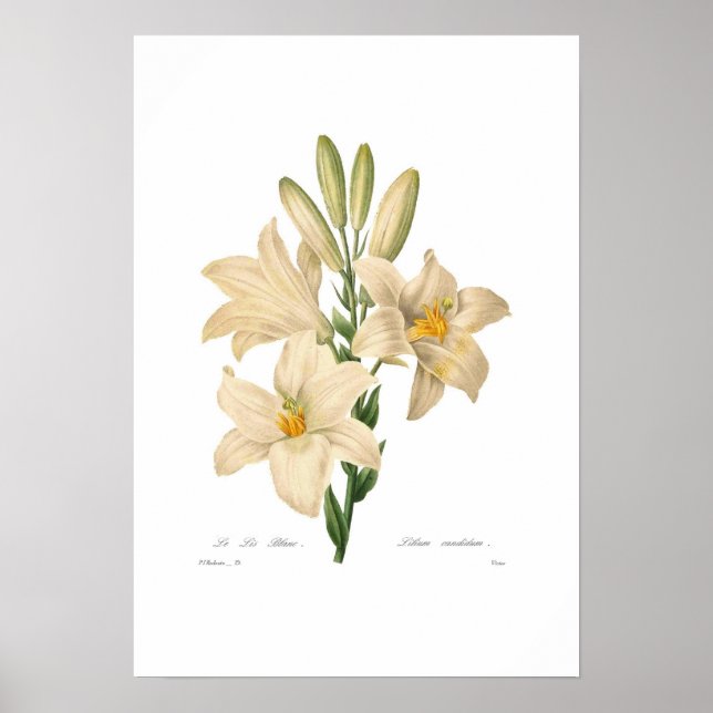 Poster Lilium candidum (Frente)