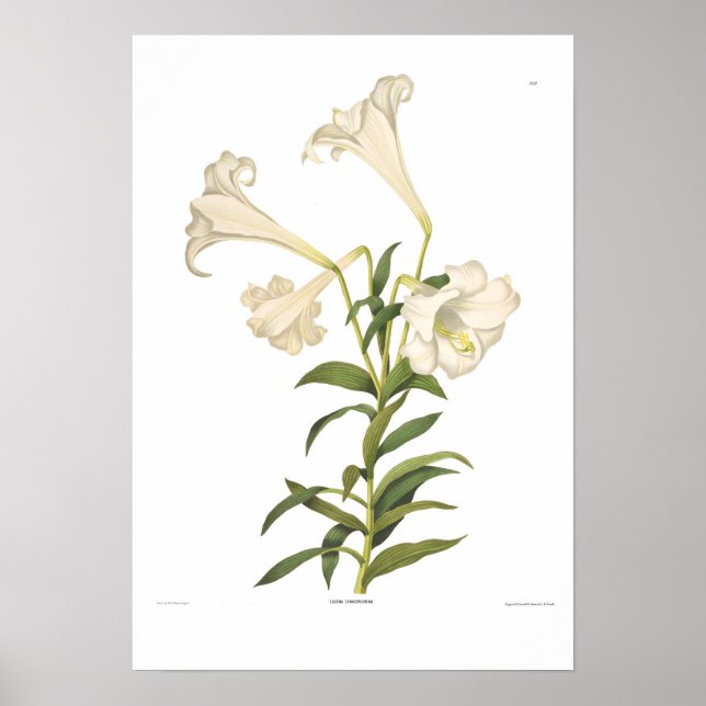 Poster Lilium longiflorum (Frente)