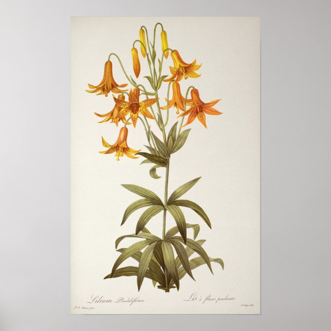 Poster Lilium Penduliflorum, de Les Liliacees, 1811 (Frente)