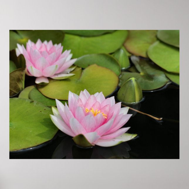Poster Lillies de Água (Frente)