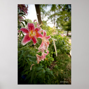 Poster Lillies Rosa