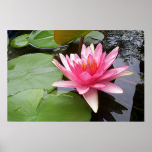 Póster Lilly cor-de-rosa na lagoa