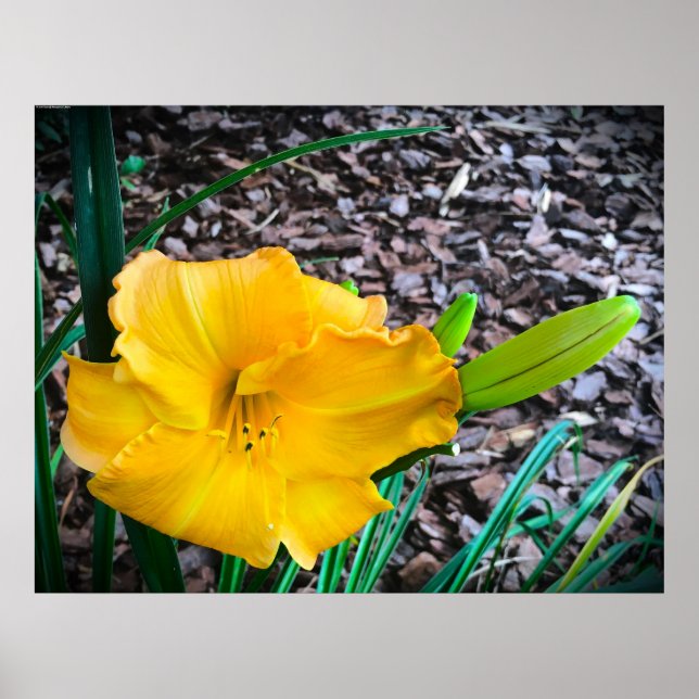 Poster Lily, (Frente)