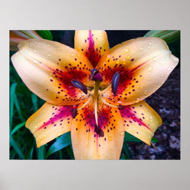 Poster Lily, (Frente)