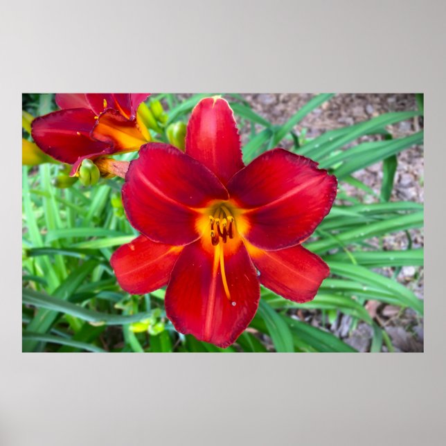 Poster Lily, (Frente)