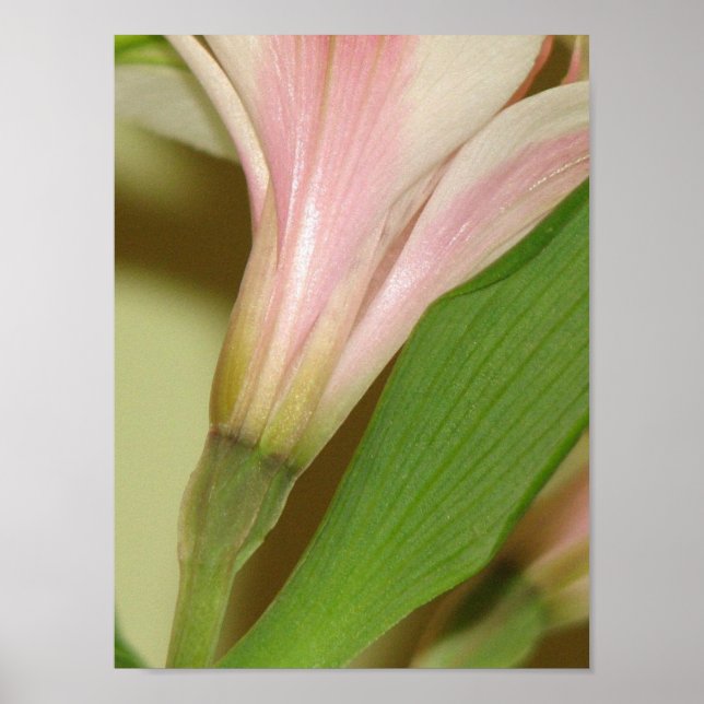 Poster Lily (Frente)