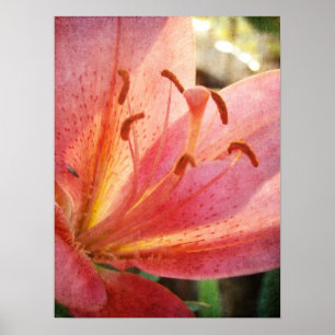 Póster Lily