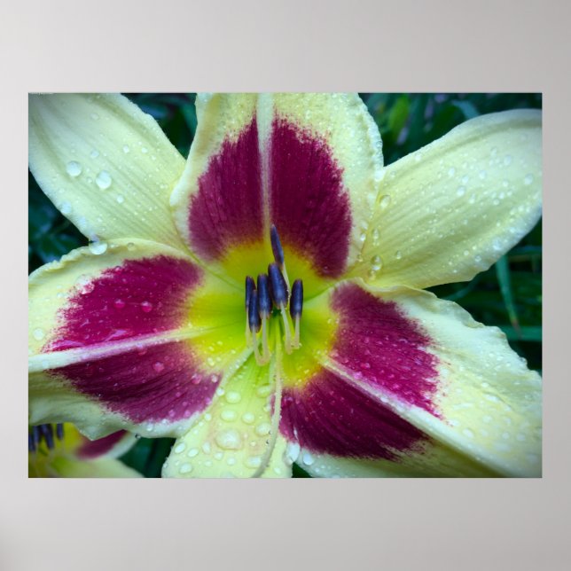 Poster Lily, (Frente)