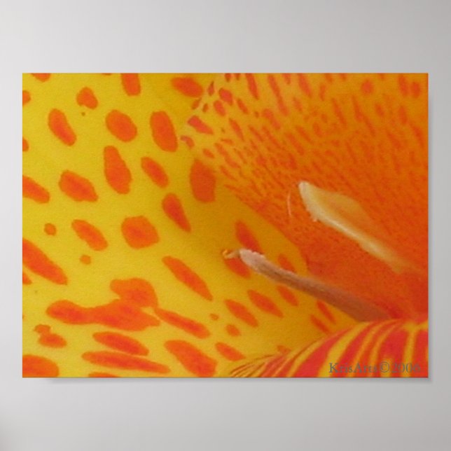 Póster Lily (Frente)