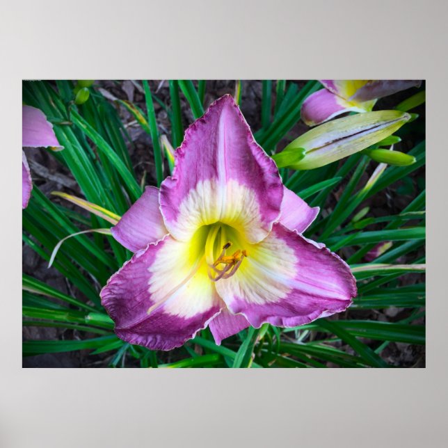 Poster Lily, (Frente)