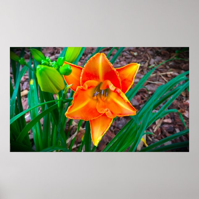 Poster Lily, (Frente)