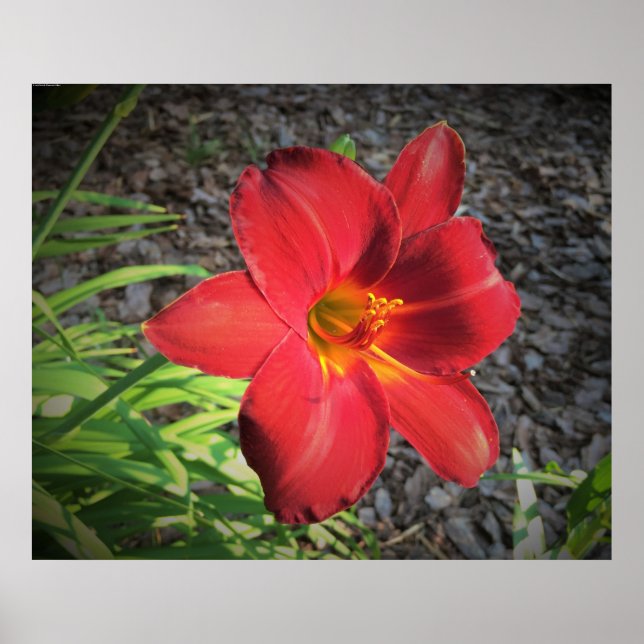 Poster Lily, (Frente)