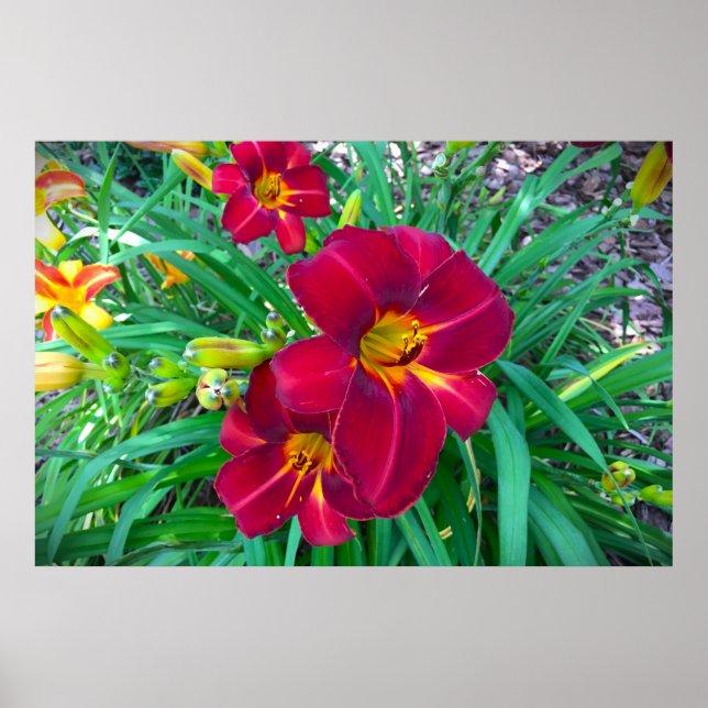 Poster Lily, (Frente)