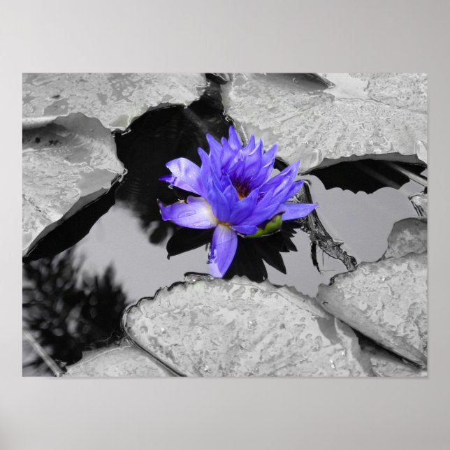 Póster Lily (Frente)