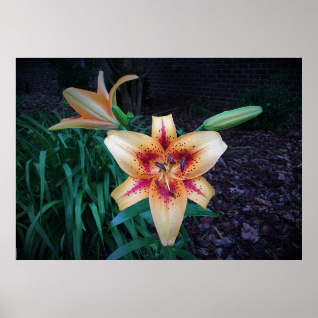 Poster Lily, (Frente)