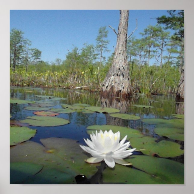 Póster Lily 2 (Frente)