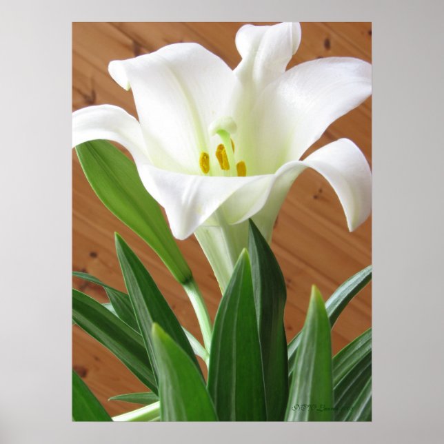 Póster Lily 4 (Frente)