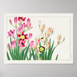 Poster Lily africana de milho por Tanigami Konan