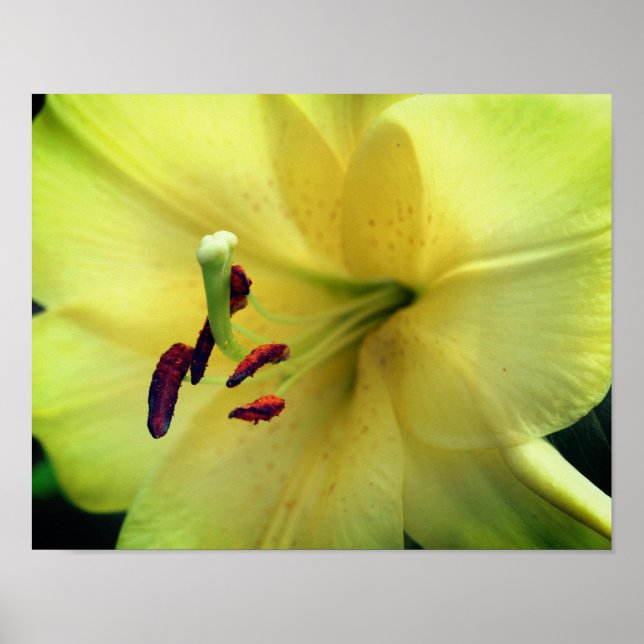 Poster Lily Amarela Flor para Cima (Frente)