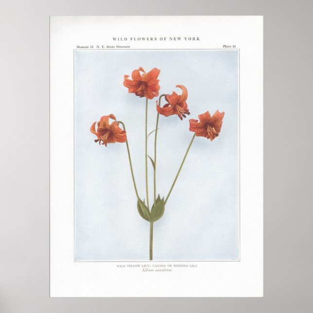 Poster Lily Amarela Selvagem; Canadá ou Nodding Lily (Frente)