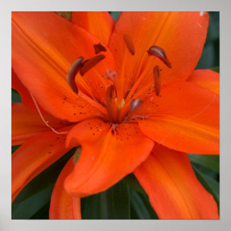 Poster Lily Asiática
