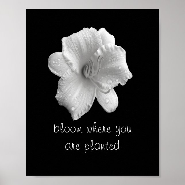 poster lily b&w fotografia motiva (Frente)