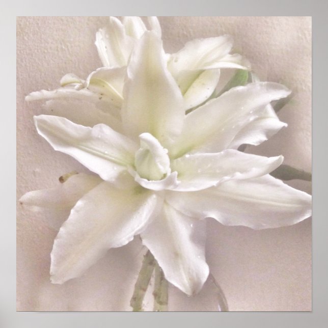 Poster Lily Blossoms Blush (Frente)