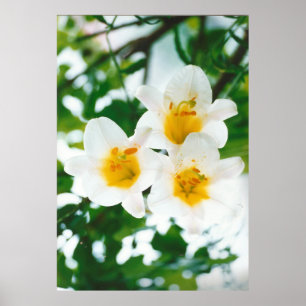 Poster Lily Branca - Candidato a Lilium