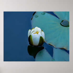 Poster Lily branca no lago, fotografia da natureza