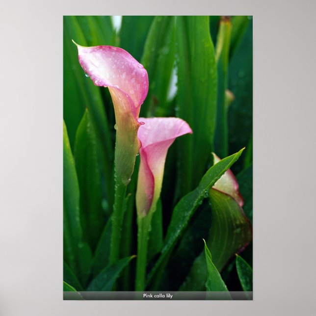 Poster Lily Calla Rosa (Frente)
