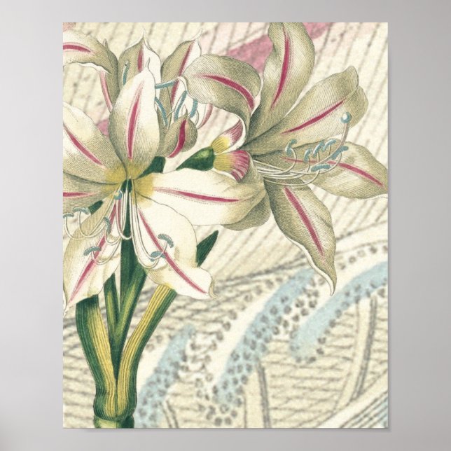 Póster Lily com alargamento (Frente)