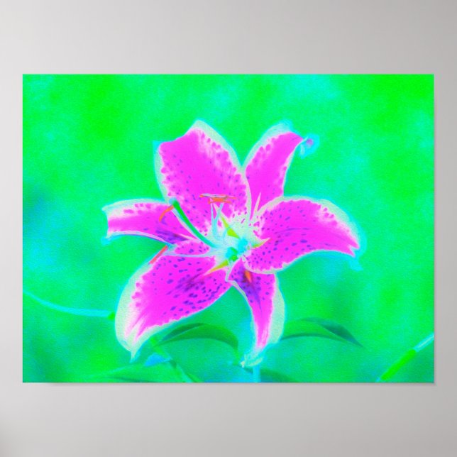 Poster Lily, com Stargazer Rosa Quente, em Turquesa e Ver (Frente)