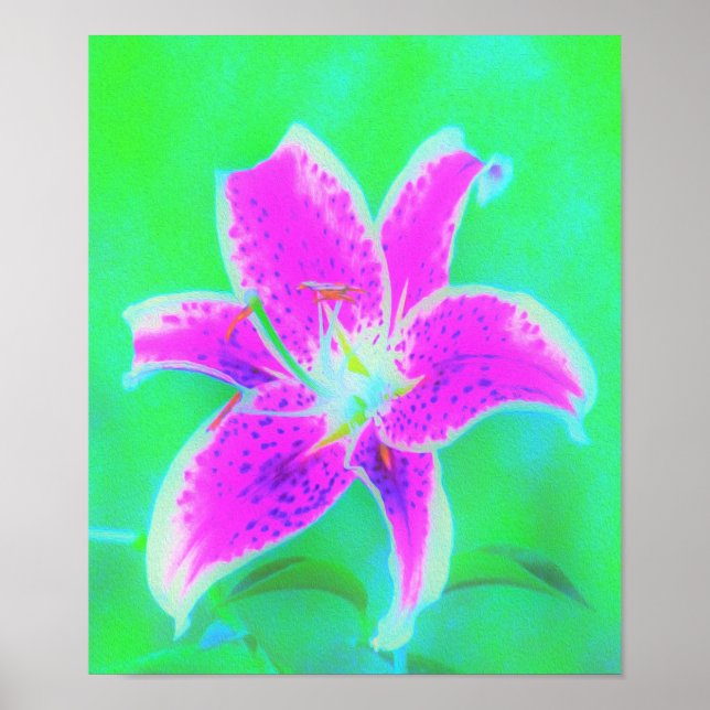 Poster Lily, com Stargazer Rosa Quente, em Turquesa e Ver (Frente)