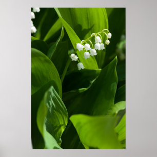 Poster Lily da flor do vale