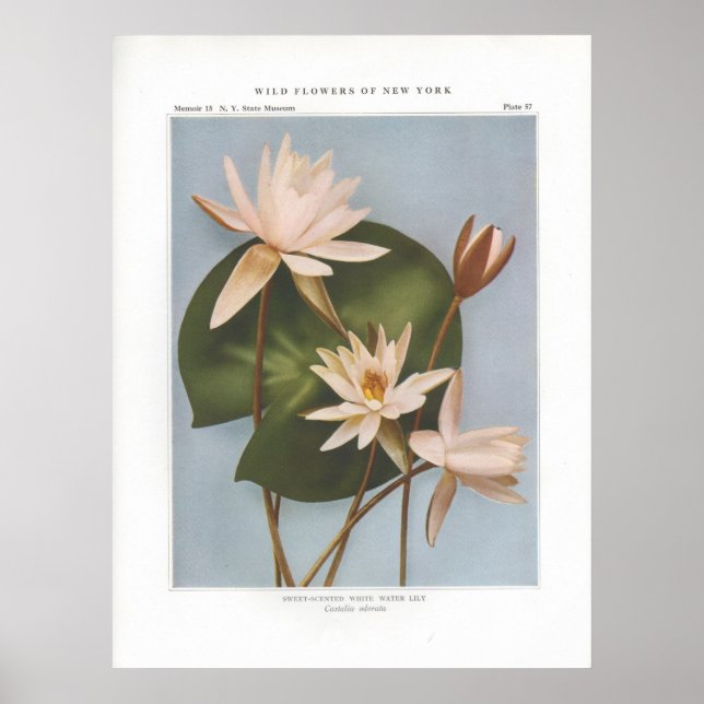 Póster Lily De Água Branca Doce - Castalia odorata (Frente)