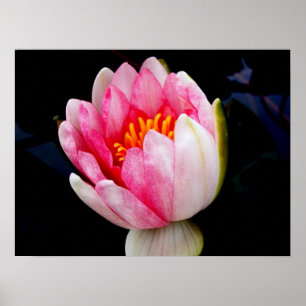 Poster Lily de Água Rosa