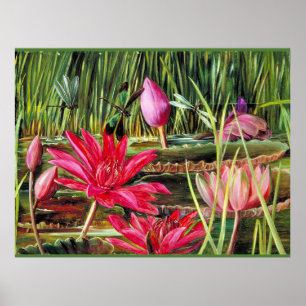 Poster Lily de Água Vermelha do Sul da Índia