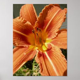 Póster Lily do dia