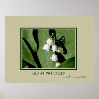 Póster Lily do Vale