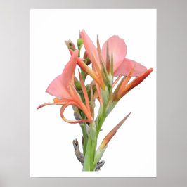 Poster Lily Flower