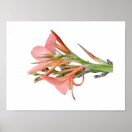 Poster Lily Flower Botanical Art