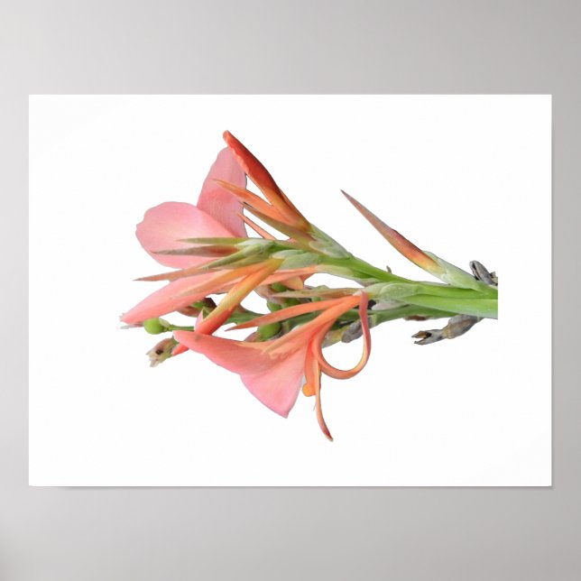 Poster Lily Flower Botanical Art (Frente)