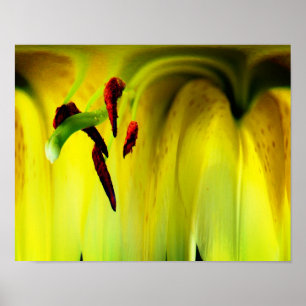 Poster Lily Flower Fantasy Floral Abstrato