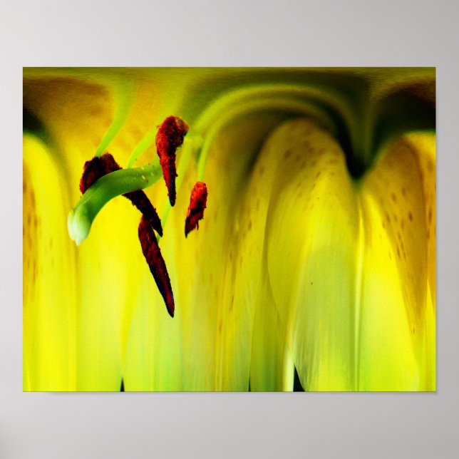 Poster Lily Flower Fantasy Floral Abstrato (Frente)