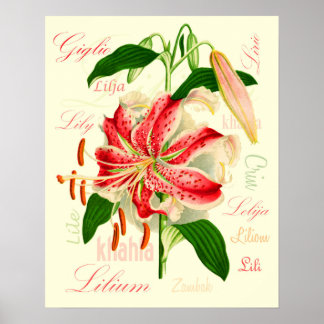 Poster Lily Flowers