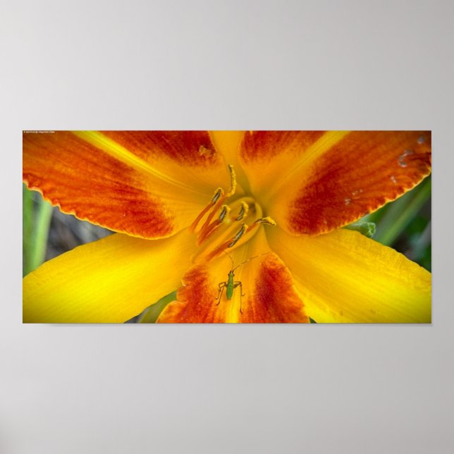 Poster Lily & Inseto, (Frente)