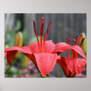 Póster Lily Laranja Flower Close (Fechar)
