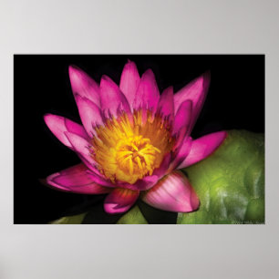 Poster Lily - Ninfhaea Ruby - Paixão