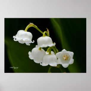 Póster Lily of the Valley